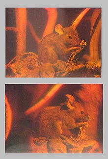 Twee foto's van één hologram, genomen vanuit verschillende gezichtspunten.  