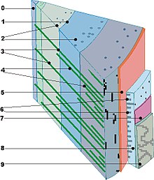 0 pith, 1 annual ring boundary, 2 resin canals, 3 primary wood rays, 4 secondary wood rays, 5 cambium, 6 wood rays of bast, 7 cork cambium, 8 bast, 9 bark
