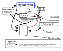 Hormones occurring during the cycle with site of action