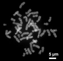 Metaphase chromosomes from a human female lymphocyte cell, stained with the fluorescent dye chromomycin A3. The chromosomes are partially superimposed. Each metaphase chromosome is composed of two daughter chromatids, which are separated longitudinally by a dark gap.