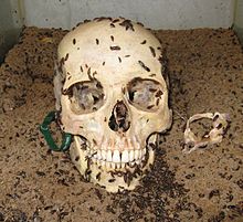 Des dermestidés utilisés pour nettoyer un crâne humain à Skulls Unlimited International, Oklahoma City, Oklahoma