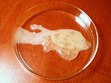 Semen