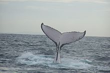caudal fin