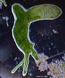 Freshwater polyps (here Hydra viridis) do not know aging and can theoretically live to any age under optimal environmental conditions.
