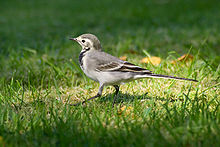 Female in first dress