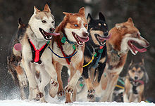 Ceremoniel start af Iditarod hundeslædeløbet i 2010