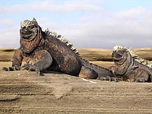 iguana marinha.
