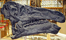 Cranio di Iguanodon del Museo di Storia Naturale dell'Università di Oxford