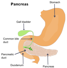 Posizione del pancreas