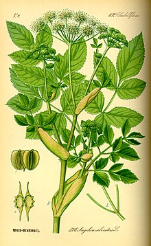 Wild Angelica (Angelica sylvestris) lähteestä Thomé, Flora von Deutschland, Österreich und der Schweiz 1885.