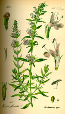 1Vyobrazení H. officinalis z 9. století