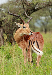 Een impala in het park, maart 2011
