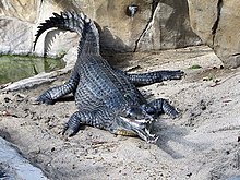 Samec ghariala v Zoo San Diego  