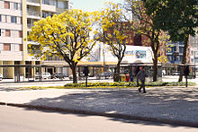 Żółty ipê (tabebuia) pod koniec zimy, na placu miasta.
