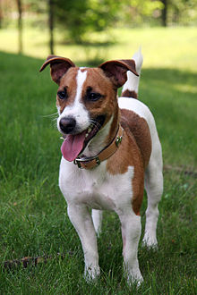 Jack Russell teriér  