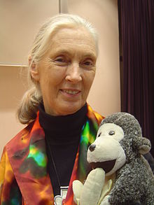 Jane Goodall leikkisimpanssin kanssa Hongkongin yliopistossa vuonna 1996.