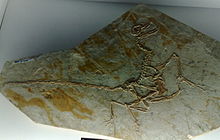 Jeholornis . Questo è un piccolo teropode, non un uccello.