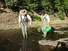 Cooktown, Avustralya yakınlarındaki Endeavour Nehri'nde Tilapia için elektro-balıkçılık araştırması