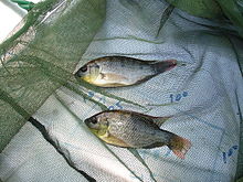 Olgunlaşmamış Mozambik Tilapisi, Oreochromis mossambicus, Avustralya, Cooktown yakınlarındaki Endeavour Nehri'nde yakalandı. Aralık 2007.