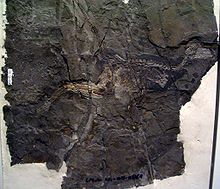 Jinfengopteryx elegans fosilie