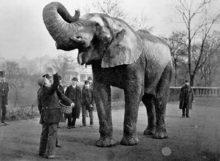 Jumbo og Scotty, dato ukendt  