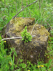 Young spruce (Picea) on tree stump
