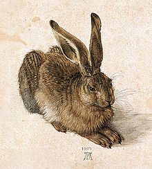 Pictură a unui iepure tânăr, realizată de Albrecht Dürer în 1502  