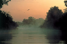 Névoa em Kakadu em um billabong.