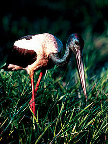 Parque Nacional Stork Kakadu de pescoço preto