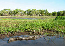 Crocodilo de Água Doce nas Águas Amarelas.