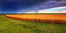 Panorama do Trigo e Tempestade de Verão do Kansas