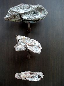 Kayentatheriumin hampaat