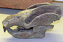 Kayentatheriumin kallo