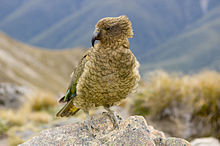 A Kea in Canterbury