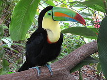 Tucano de Keel-billing no Zoológico de Las Pumas, Costa Rica