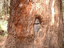 L'albero di Kelly