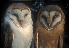 Samiec Tyto alba alba (z lewej) i samica T. a. guttata w Holandii, gdzie te podgatunki krzyżują się.
