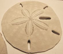 La forma del fiore su questo test del dollaro di sabbia mostra dove i piedi del tubo sono usciti.