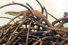 V. glauerti , one of the Australian dwarf monitors