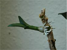 Formation of children in Dendrobium spec.