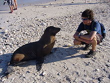 Os leões marinhos nas Galápagos são um tanto domados e muito curiosos.