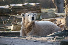 Knut pri dveh letih (december 2008)