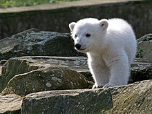 Knut v berlinskem živalskem vrtu 23. marca 2007