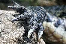 Crocodile, Forefoot