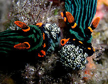 Nøglesnegle (Nembrotha kubaryana), der æder Clavelina tunikat-kolonier. De tager også de stikkende celler fra vandmænd, når de spiser dem.  
