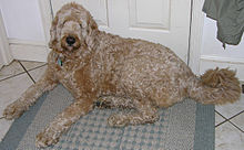 Labradoodle  