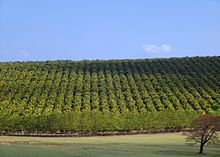 Plantation in Brazil