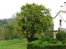 Orange (fruit)