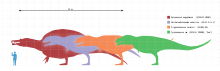 Size comparison of selected large heropods, Tyrannosaurus rex is shown in green (far right)
