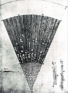 Bir yaşındaki dişbudak (Fraxinus) ağacından mikroskobik kesit, Van Leeuwenhoek tarafından yapılan çizim
